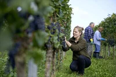 Pinot noir 2023 droog Kalkmergel-Bergdolt (Pfalz)