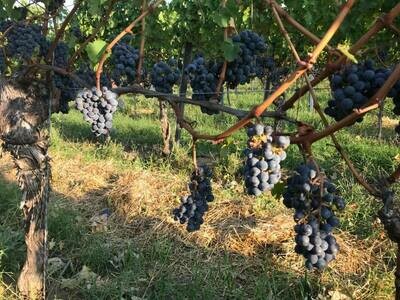 Pinot noir 2022 droog  Erste Lage Sasbach Limburg-Bercher (Baden)