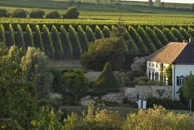 Pinot Noir 2020 droog Grosses Gewächs Kirschgarten-Knipser (Pfalz)