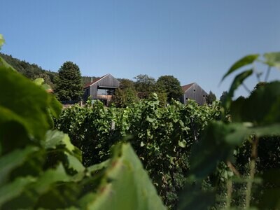 Riesling 2023 droog Pure Mineral-Rudolf Fürst (Franken)