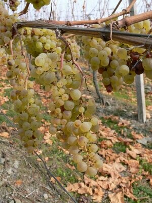 Riesling Kabinett 2021 Goldtröpfchen Haart (Mosel)