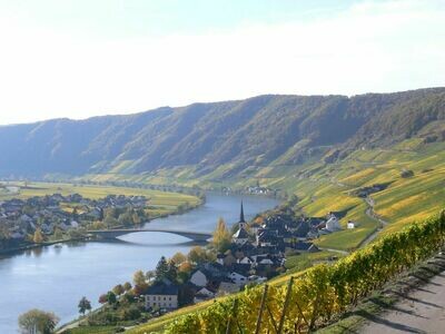Riesling Kabinett 2021 Goldtröpfchen Haart (Mosel)
