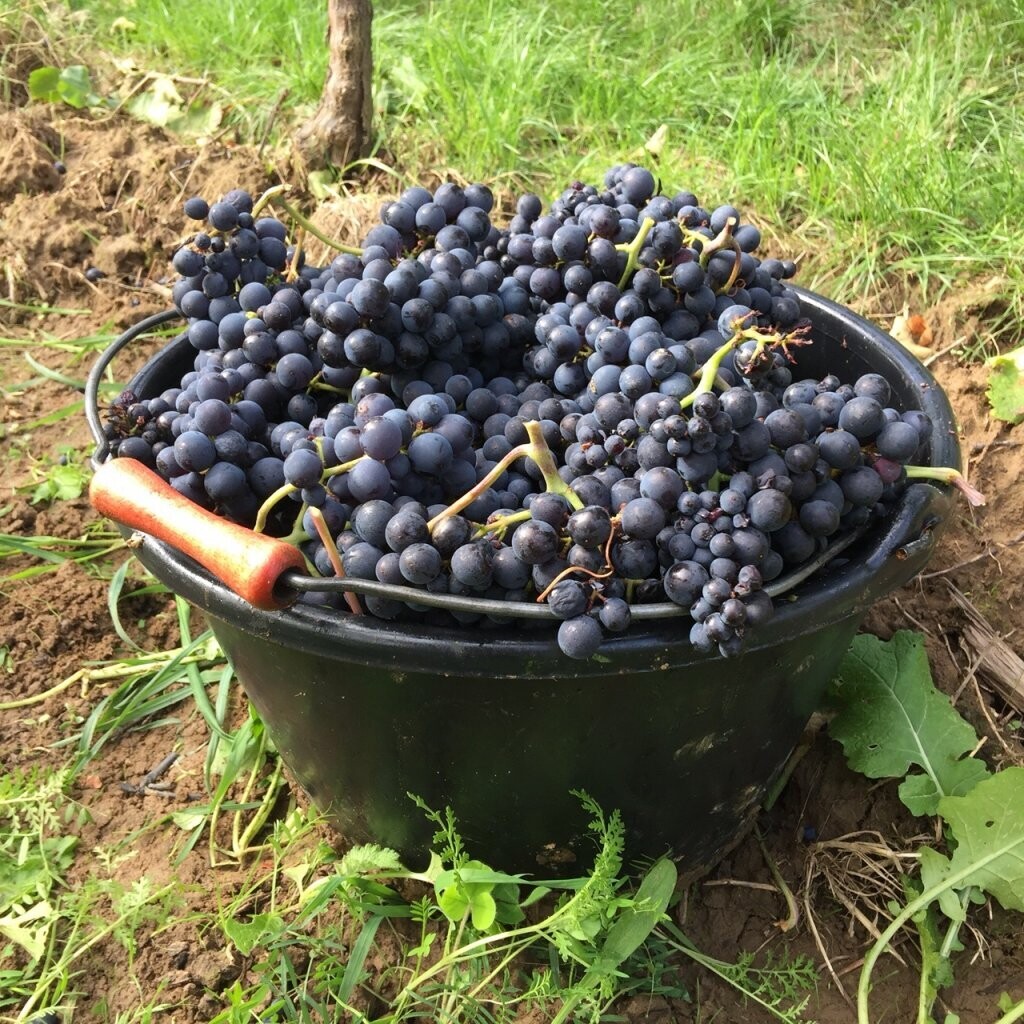 Pinot Noir 2012 droog Lössriedel-Siegrist (Pfalz)