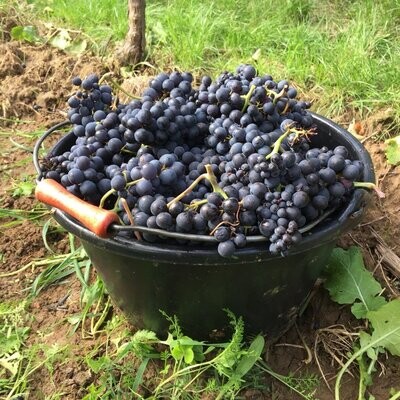 Pinot Noir 2012 droog Lössriedel-Siegrist (Pfalz)