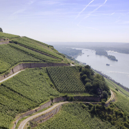 Riesling 2017 droog Berg Roseneck-Georg Breuer (Rheingau)