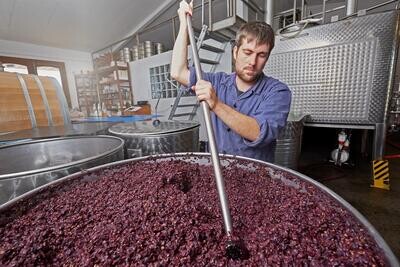 Pinot noir 2020 droog Kalkgestein-Münzberg (Pfalz)