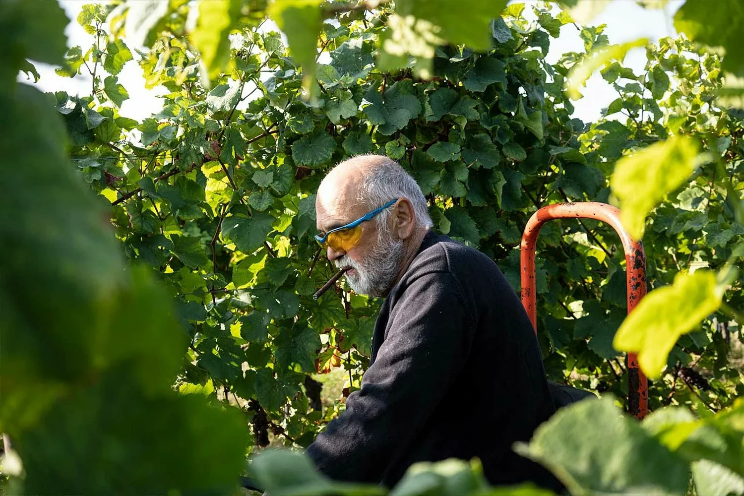 Pinot gris 2023 droog Kalkmergel-Friedrich Becker (Pfalz)