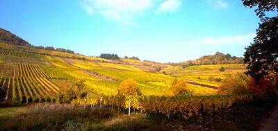 Riesling 2016 droog Grosses Gewächs Kastanienbusch-Rebholz (Pfalz)