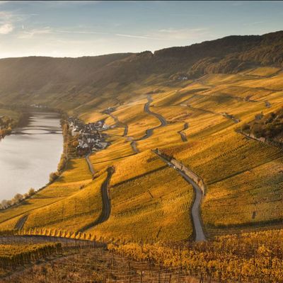 Riesling-Grosses Gewächs-2018 droog Goldtröpfchen-Haart (Mosel) Riesling-Grosses Gewächs-2018 droog Goldtröpfchen-Haart (Mosel)