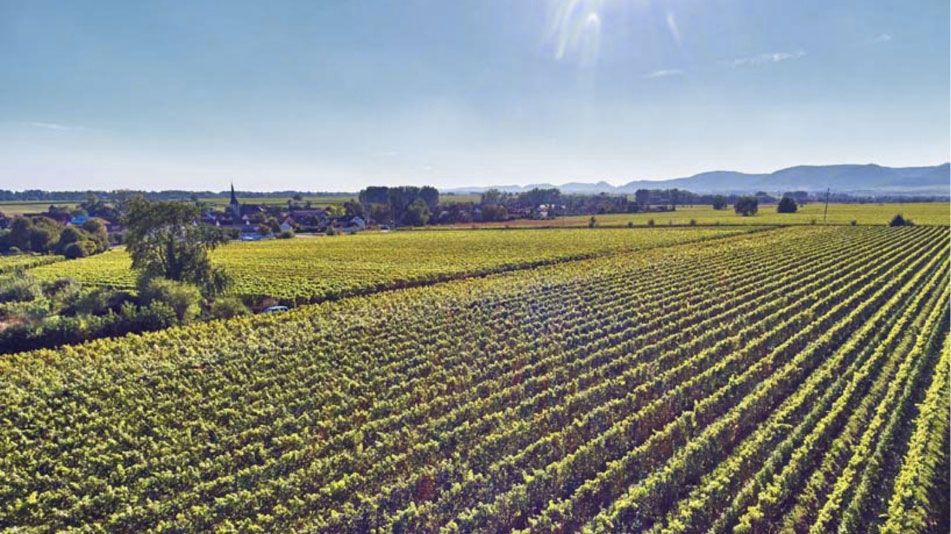 Pinot Blanc-2024 droog Mineral-Bergdolt (Bergdolt)