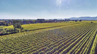 Pinot Blanc-2024 droog Mineral-Bergdolt (Bergdolt)