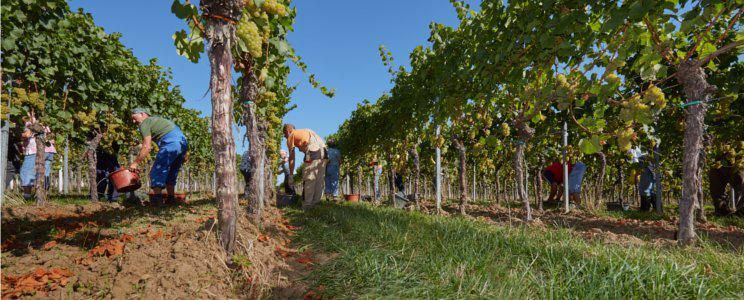 Pinot Blanc-Erste Lage-2023 droog Ochsenloch-Münzberg (Pfalz)