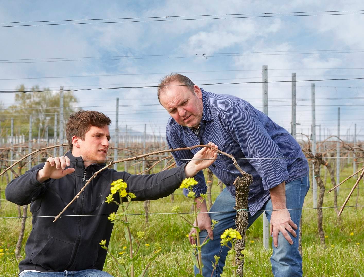 Pinot blanc 2024 droog Kalkgestein-Münzberg (Pfalz)