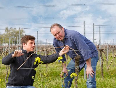 Pinot gris  2024 droog Kalkmergel-Münzberg (Pfalz)