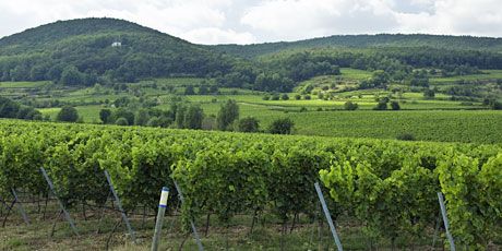 Pinot noir-2022 droog SP-Pfeffingen (Pfalz)