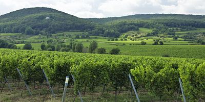 Pinot noir-2022 droog SP-Pfeffingen (Pfalz)
