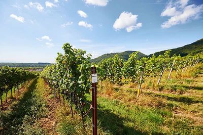 Pinot blanc-Lösslehm 2024 droog-Siegrist (Pfalz)