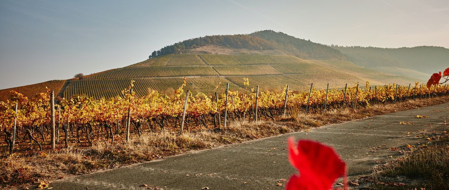 Scheurebe-2024 droog-Hans Wirsching (Franken)