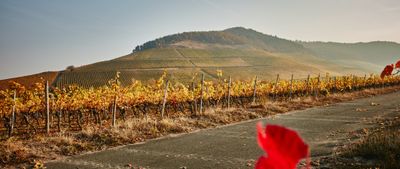 Scheurebe-2023 droog Kronsberg Alte Reben-Hans Wirsching (Franken)