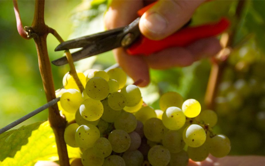 Pinot Blanc-Grosses Gewächs-2024 droog Oberer First-Schlör Pinot Blanc-Grosses Gewächs-2024 droog Oberer First-Schlör