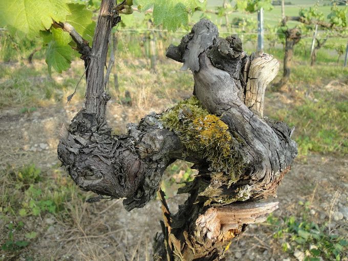 Pinot noir-Erste Lage-2023 droog First-Schlör (Baden)