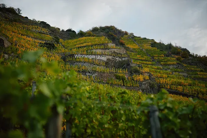 Riesling-Grosses Gewächs-2019 droog Röttgen Knebel (Mosel)