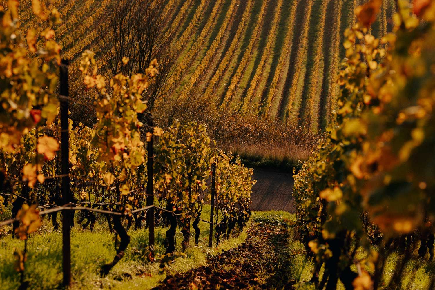 Riesling-Auslese-2015 Nackenheim Rothenberg 0.375L Gunderloch (Rheinhessen)