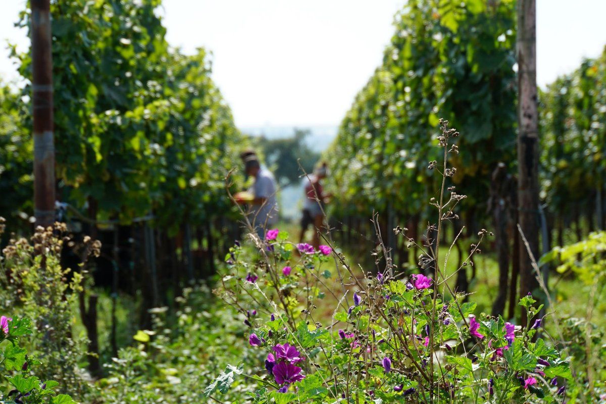 Rosé-2024 droog Rebholz (Pfalz)