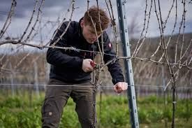 Pinot gris-2023 droog Kranz (Pfalz) Pinot gris-2023 droog Kranz (Pfalz)