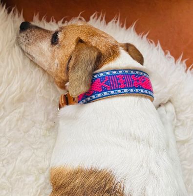 Hundehalsbänder aus Leder