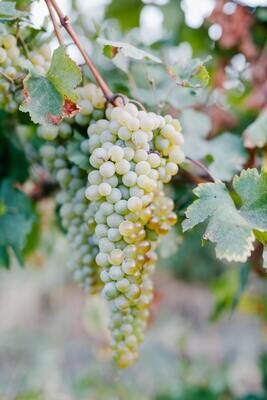 Piemonte
