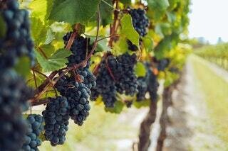 Bourgogne