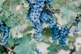 Pauillac