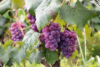 Pessac-Leognan