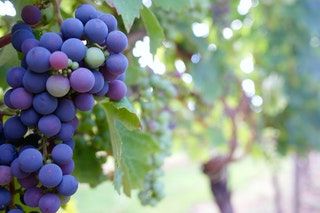 Sancerre