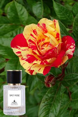 Spicy Rose