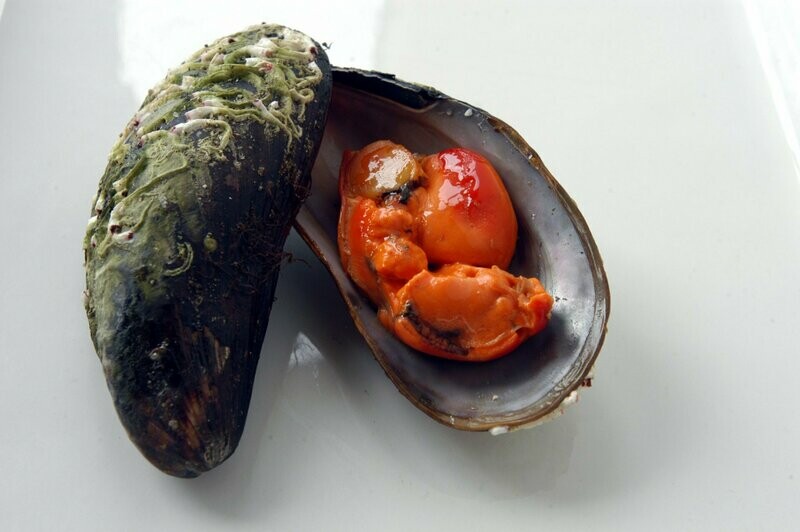 Oskjell