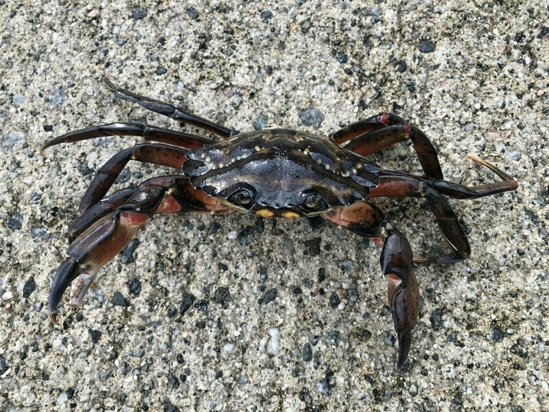 Strandkrabbe