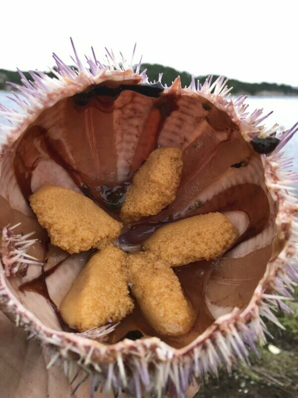 Rød krokebolle