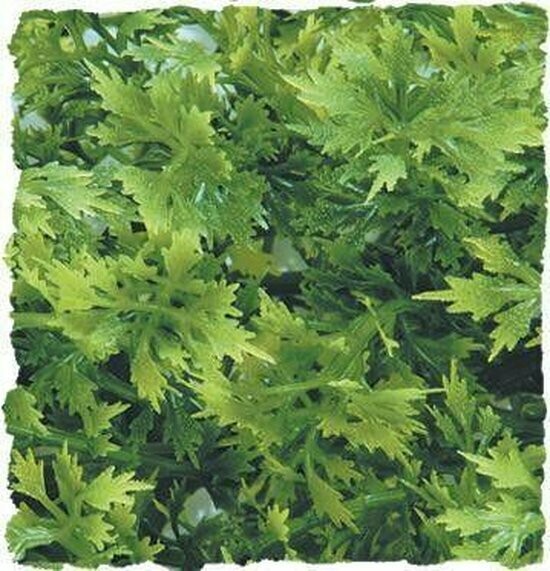 ZooMed - Naturalistic Flora - Australian Maple