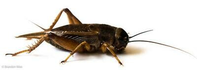 Steppe Crickets