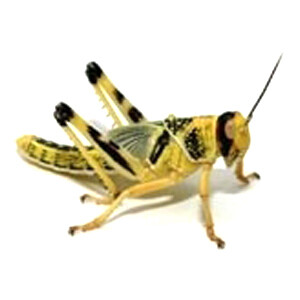 Desert Locusts - Big/10pc.