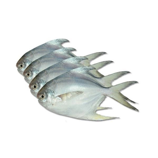 SALE SILVER POMFRET 8+ PCS - 1 KG