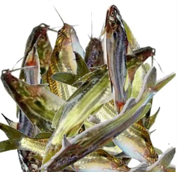 GULSHA/TENGRA LARGE CLEANED 500G.