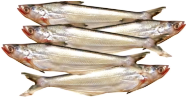 BACHA FISH 500G