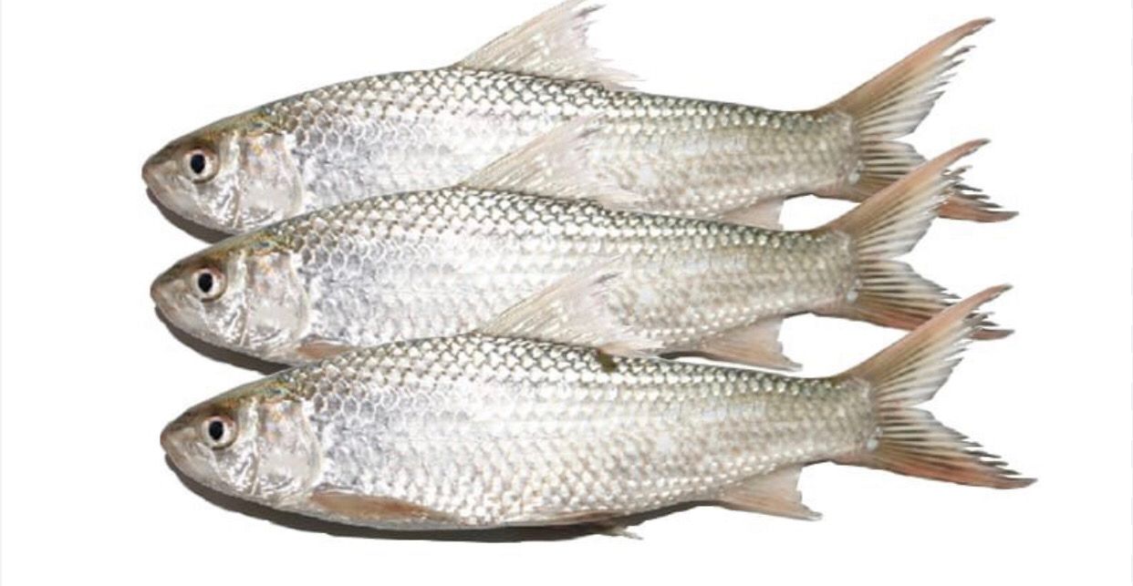 BATA CLEAN 500G