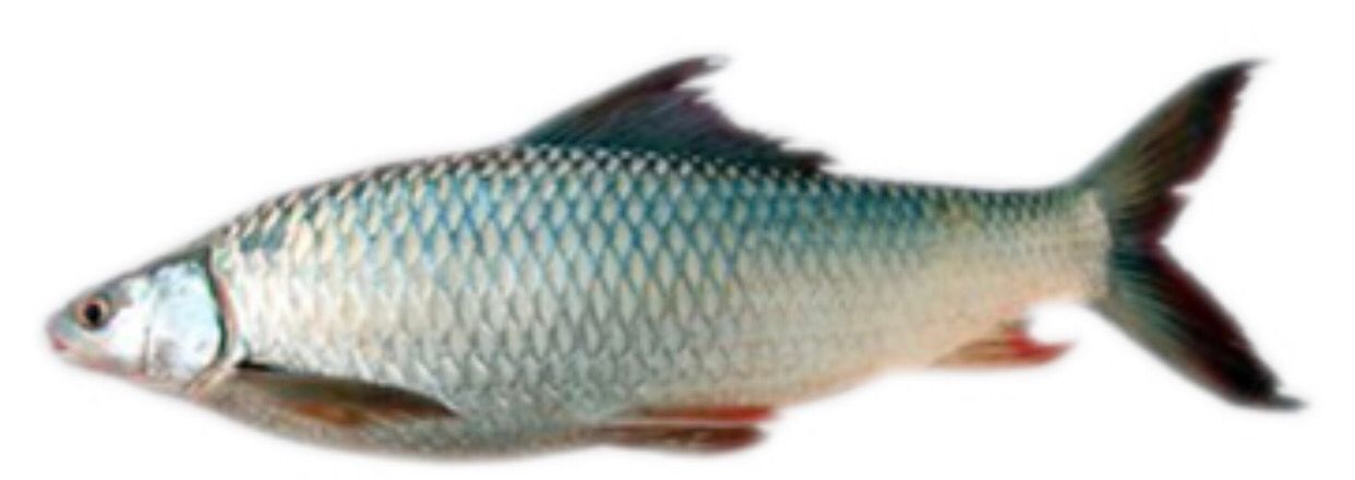 WHOLE MRIGAL FISH 3 KG + PR KG