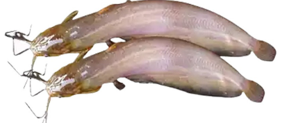 SHING CLEAN 500G