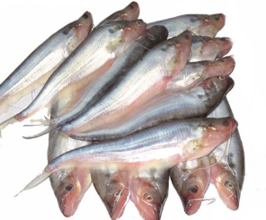 WHOLE PABDA 500G