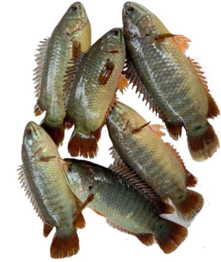 WHOLE KOI CLEAN 500G